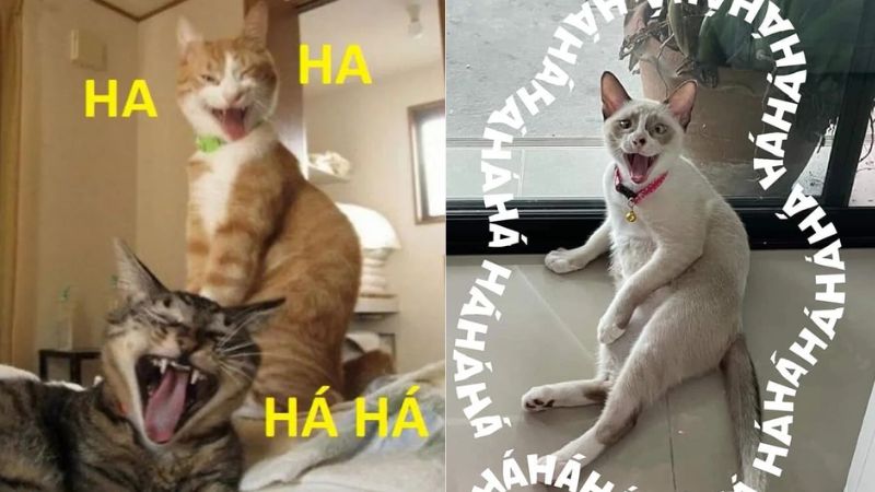 100+ ảnh meme hài hước, hài bựa vui nhộn mới nhất