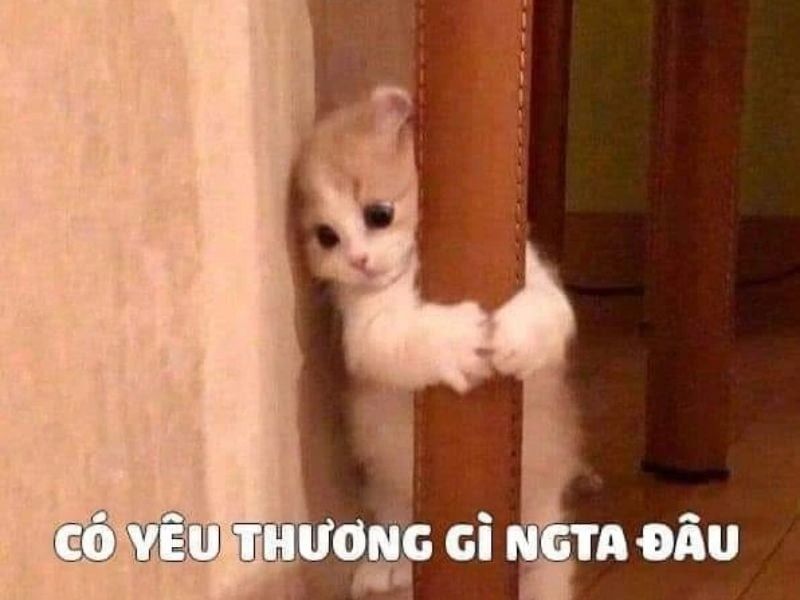 Tổng hợp 99+ meme thất tình nên lưu ngay về máy khi cần - Coolmate