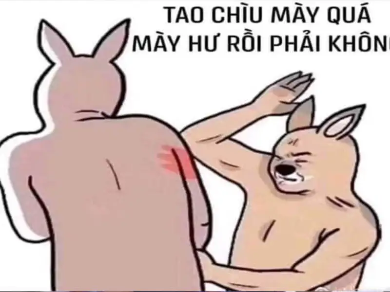 Ảnh meme đánh nhau, meme mèo đánh nhau troll bạn bè