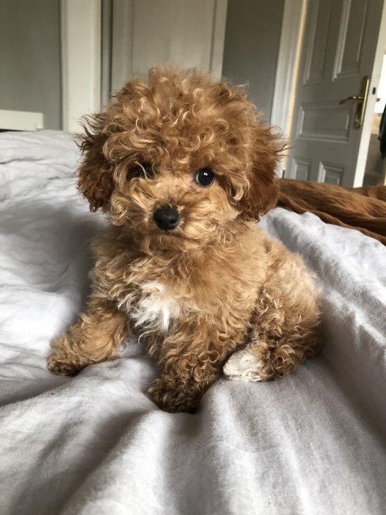 Mua bán chó Poodle giá rẻ 500k, 1 triệu đồng - Địa điểm mua Poodle uy tín