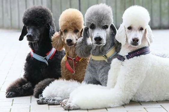 Mua bán chó Poodle giá rẻ 500k, 1 triệu đồng - Địa điểm mua Poodle uy tín