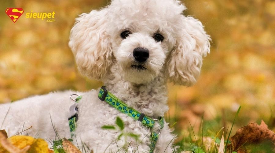 Mua bán chó Poodle giá rẻ 500k, 1 triệu đồng - Địa điểm mua Poodle uy tín